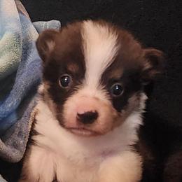 Nixie - Black and tan female American Corgi puppy in Dunbar, Nebraska from Nightstreak Corgis