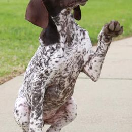 German Shorthaired Pointers from Interstellar GSPs