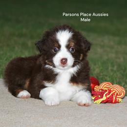 Mr. Red - Red tri male Toy Australian Shepherd puppy in Chandler, Oklahoma from Parsons Place Aussies
