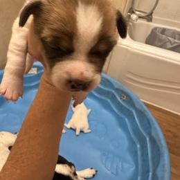 K Girl 3 - Brown and white female Jack Russell Terrier puppy in Maysville, Oklahoma from MO’s Jack Russells