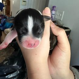 Muffin - Black tri-color female Australian Shepherd puppy in Monroe, North Carolina from Meekey Family Aussies