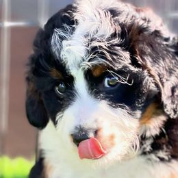 Bernedoodles and Bernese Mountain Dogs from Smokehouse Puppies