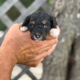 Cannoli - Started Trained Puppy - Tri-color male Bernedoodle puppy in Youngstown, Florida from Wonderland’s Boujie Kennels
