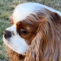 Charlie - Cavalier King Charles Spaniel