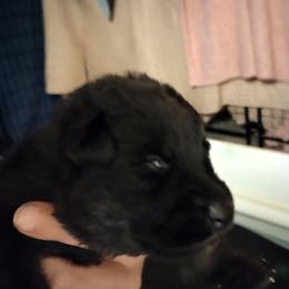 Green collar male - Bi-color male German Shepherd puppy in Centralia, Illinois from Janices AKC German Sheperds LLC