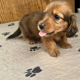 Jelly Bean - Red male Dachshund puppy in Wolf Lake, Indiana from Canisteo Dachshunds