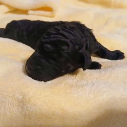 Red - Black female Poodle puppy in Big Rapids, Michigan from Meeker's Ridge Standard Poodles