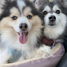 Pomsky puppies from Waxhaw Pomskys