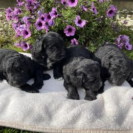 Bernedoodle Puppies from Pleasant Creek Minibernedoodles