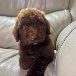 Macbeth - Brown and white male Aussiedoodle puppy in Lake City, Florida from Dream Hollow Farm