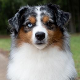 Paris - Miniature American Shepherd