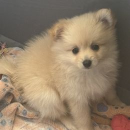 Companion Cross Puppies from 🐾 Alexander’s Little Angels 🐾