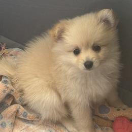 Companion Cross Puppies from 🐾 Alexander’s Little Angels 🐾
