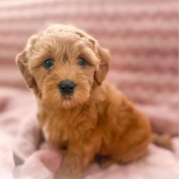 Janet - Red  female Goldendoodle puppy in Garden Grove, California from Sunkissed Doodles