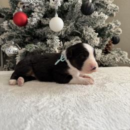Aqua collar - Black & white female Australian Shepherd puppy in Buckeye, Arizona from Wranglin Farms
