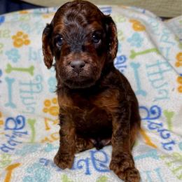 BIRCH - Sable male Poodle puppy in Peyton, Colorado from Fuzzybottoms Ranch LLC