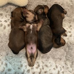 Dachshund Puppies from MyGaDachs