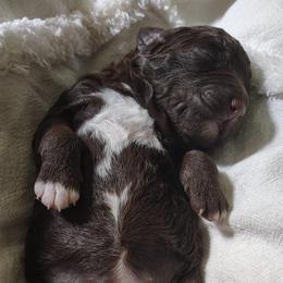 Oreo - Brown female Spanish Water Dog puppy in Staunton, Virginia from Spinaz de Can