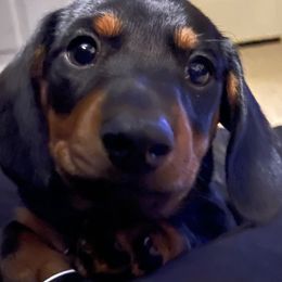 Dachshund Puppies from Cogsworth Cromwell Dachshunds of South West Michigan