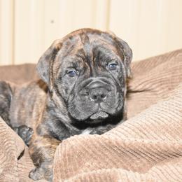Bullmastiff Puppies from Happy Tails Bullmastiffs