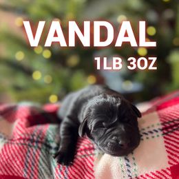 Vandal - Black male Labrador Retriever puppy in Puyallup, Washington from 12 Door Farm Labradors