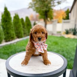 Carrie Underwood - Red  female Goldendoodle puppy in Farmington, Utah from Happy Day Doodles