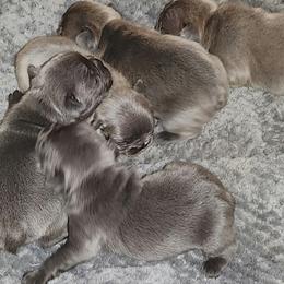 French Bulldog puppies from Valley of the Blue Dogs