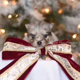 Orion - Merle male Pomsky puppy in Coos Bay, Oregon from Ocean View Pomskies
