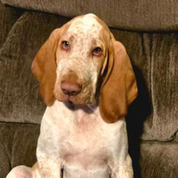 Hank - White and orange male Bracco Italiano puppy in Williamsburg, Virginia from Eastern Breeze