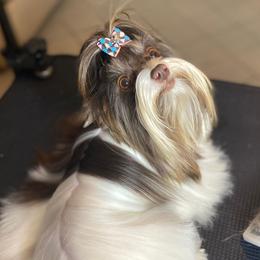 Jewel - Yorkshire Terrier