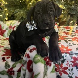 Donner - Black male Cane Corso puppy in Lititz, Pennsylvania from Lititz Cane Corsos