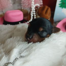 Gideon - Black and gold male Yorkshire Terrier puppy in Humble, Texas from Marnax Yorkshire Babies