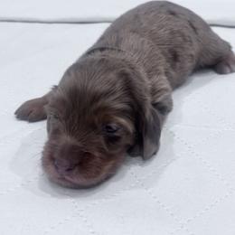 Boy 1 - Dapple male Dachshund puppy in Chicago, Illinois from RGZ Doxies