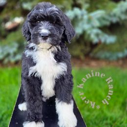 White collar - Black and white male Bernedoodle puppy in Ashton, Idaho from Kerr Kanine Ranch