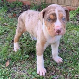 Female 2 - Red merle female Catahoula Leopard Dog puppy in Gadsden, Alabama from Rich Cat’s