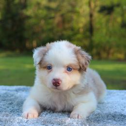 Daisy - Red merle female Toy Australian Shepherd puppy in Bauxite, Arkansas from J and B Mini Aussies