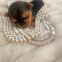 Yorkshire Terrier Puppies from Sugar & Spice Yorkies