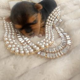 Yorkshire Terrier Puppies from Sugar & Spice Yorkies