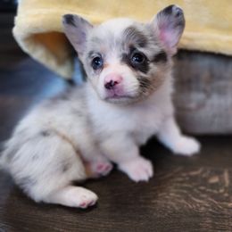 Male 4 aka Tiny Dog - Blue male Pembroke Welsh Corgi puppy in Orleans, Indiana from Workman Farms