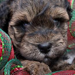 Solomon - Sable male Schnoodle puppy in Temple, Texas from Schnauzers Of Taylor