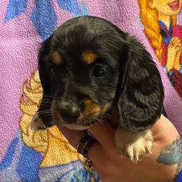 Pepe AKC full rights - Black and tan male Dachshund puppy in Elizabethtown, Kentucky from Teeny Tiny Puppy Tails