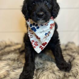 Bordoodle Puppies from Circle R Valley Farms
