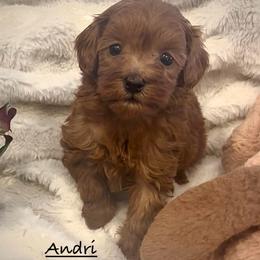 Andri - Red female Shihpoo puppy in Traverse City, Michigan from Riyem Wildflower Farms