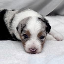 Nootka - Blue merle male Toy Australian Shepherd puppy in Bly, Oregon from Apacheblus Toy Aussies