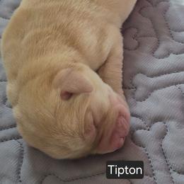 Boy 2 - male Labrador Retriever puppy in Greenwich, Ohio from Pure Gem Kennel