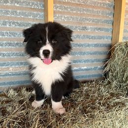 Border Collie Puppies from Sage Ridge
