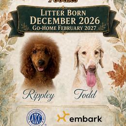 Poodle puppies from DL House of Poodles