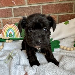 Miniature Schnauzer Puppies from Miniature Schnauzers