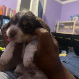 Dachshund Puppies from 208 Dox Dynasty