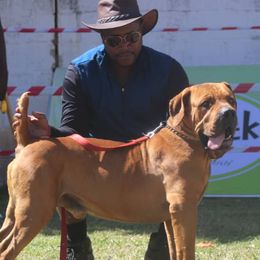 Tobolo - Boerboel